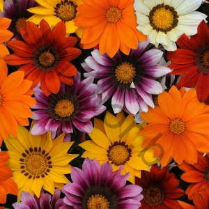 Гацания Gazania New Day Mix 