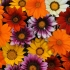 Гацания Gazania New Day Mix Гацания Gazania New Day Mix