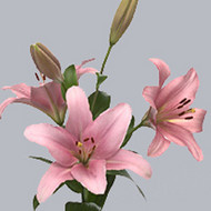 Az_Brindisi.jpg Лилия Az Brindisi