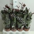 Антуриум Deco Chocolate Антуриум Deco Chocolate
