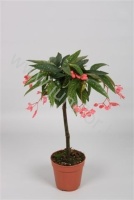 Бегония Tamaya Op Stam