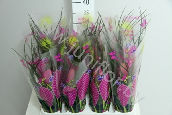 Тилландсия Anita