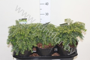 Хвоиник Conifers Tsuga Jeddeloh