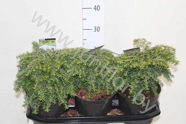 Хвоиник Conifers Tsuga Jeddeloh