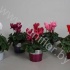 Цикламен Cyclamen In Kleuren Zink Цикламен Cyclamen In Kleuren Zink