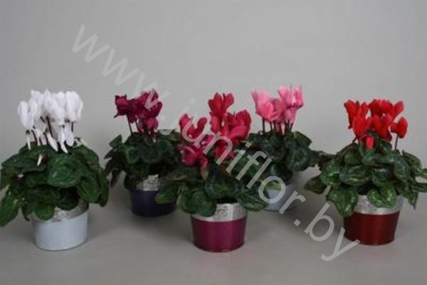 Цикламен Cyclamen In Kleuren Zink