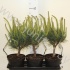 Ель Pinus Watereri Ель Pinus Watereri