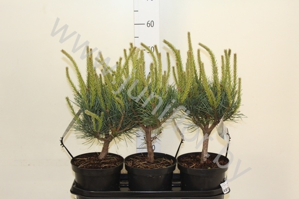 Ель Pinus Watereri Ель Pinus Watereri