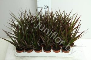 Драцена Dracaena Marginata Marginata
