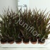 Драцена Dracaena Marginata Marginata Драцена Dracaena Marginata Marginata