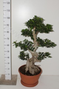 Фикус Ficus Ginseng