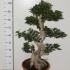 Фикус Ficus Ginseng