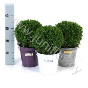 Самшит Buxus Sempervivum Bolvormig In Zink
