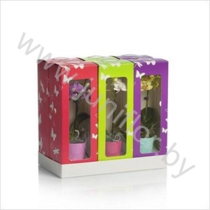 Фаленопсис Phal Mini 1 tak Showbox