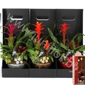 Гузмания Coupe Xmas+Giftbox