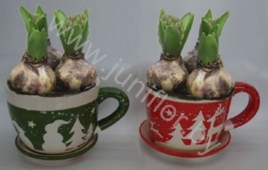 Гиацинт Cup Rendier Groen/Rood12+Hyacint