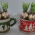 Гиацинт Cup Rendier Groen/Rood12+Hyacint Гиацинт Cup Rendier Groen/Rood12+Hyacint