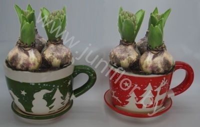 Гиацинт Cup Rendier Groen/Rood12+Hyacint
