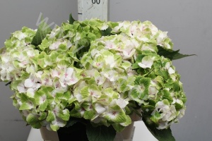 Гортензия Hydrangea Green White
