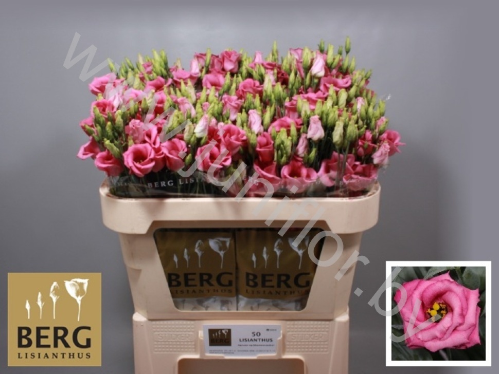 Эустома Lisi du Rosita Pink