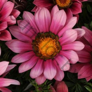 Гацания Gazania New Day Pink Shades