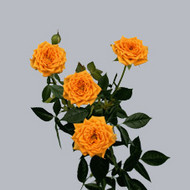 Роза Clementine