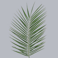 Зелень Phoenix Roebelenii