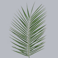 Зелень Phoenix Roebelenii
