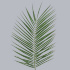 Phoenix_Roebelenii.jpg Зелень Phoenix Roebelenii