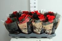 Бегония Vulcano Baladin