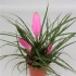 Тилландсия Cyanea Audrey 3pp Тилландсия Cyanea Audrey 3pp