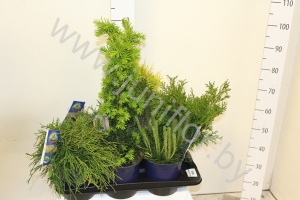 Хвоиник Conifers Gemengd Extra