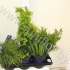 Хвоиник Conifers Gemengd Extra Хвоиник Conifers Gemengd Extra