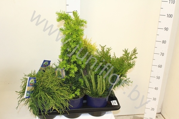 Хвоиник Conifers Gemengd Extra