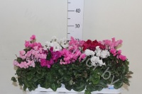 Цикламен Cyclamen Jive Gemengd