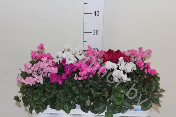 Цикламен Cyclamen Jive Gemengd