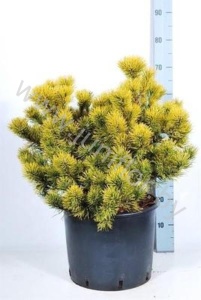 Ель Pinus Winter Gold