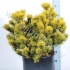 Ель Pinus Winter Gold Ель Pinus Winter Gold