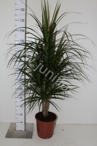 Драцена Dracaena Marginata Vetakt