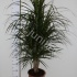 Драцена Dracaena Marginata Vetakt Драцена Dracaena Marginata Vetakt