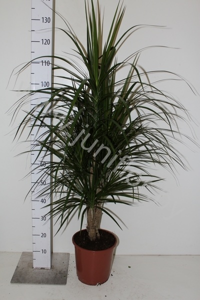 Драцена Dracaena Marginata Vetakt