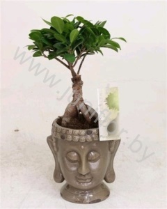 Фикус Ficus Ginseng