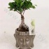 Фикус Ficus Ginseng
