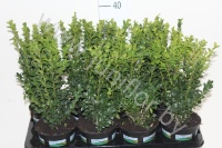 Самшит Buxus Sempervivum Bushes