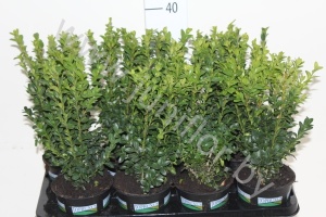 Самшит Buxus Sempervivum Bushes