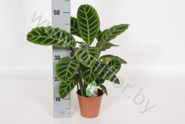 Калатея Calathea Zebrina