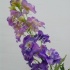 Дельфиниум Delphinium Lila