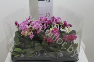 Фаленопсис Phal Mini 1stem