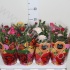 Роза Rosa Favourite Roses Gemengd Роза Rosa Favourite Roses Gemengd