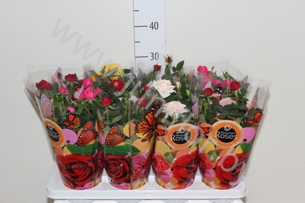 Роза Rosa Favourite Roses Gemengd
